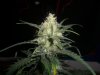 AUTO SWEET CHEESE 3_11-19-13 3.jpg