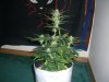 AUTO SWEET CHEESE 4_11-19-13 1.jpg