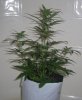 AUTO SWEET CHEESE 5_11-17-13 2.jpg