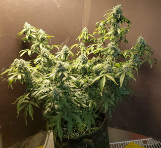 CL.1_day56.jpg