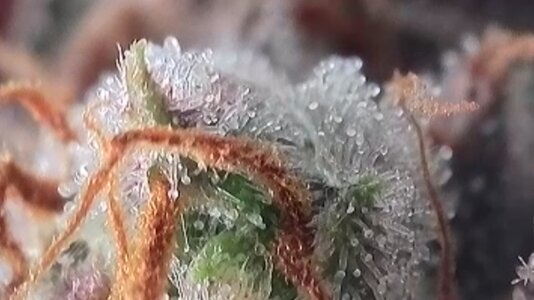 Trichomes (5).jpg