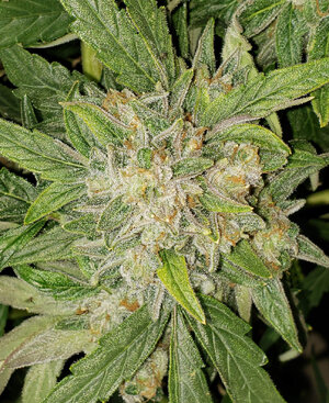 CB.1_day70_bud.jpg