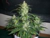 SWEET CHEESE 4_11-25-13 6.jpg