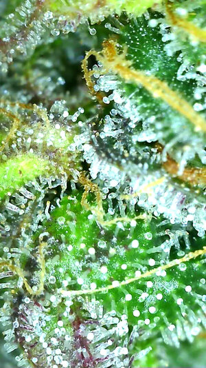 CB.1_day77_trichs.jpg