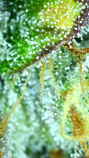 SB_day77_trichs.jpg