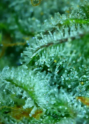 SF.1_day77_trichs.jpg