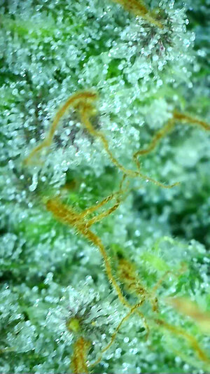 CL.1_day77_trichs.jpg