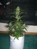 AUTO SWEET CHEESE 5_12-5-13 1.jpg