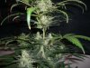 AUTO SWEET CHEESE 5_12-5-13 2.jpg