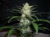 AUTO SWEET CHEESE 5_12-5-13 3.jpg