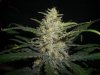 AUTO SWEET CHEESE 5_12-5-13 4.jpg