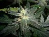 AUTO SWEET CHEESE 5_12-5-13 5.jpg