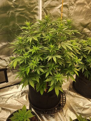 AUTOFLOWER GROW #2 ADKGUERRILLA44