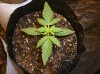 PINEAPPLE EXPRESS_11-18-11.JPG