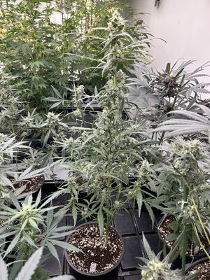 lilac_diesel_w1_day58(1).jpeg