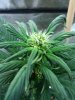 Green Poison young bud.jpg