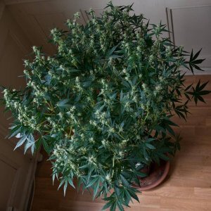 Diesel ryder pheno 3.jpg