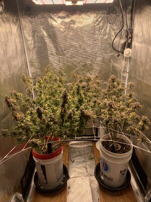 JeanO’s genetics Wild Thing test (two phenos)