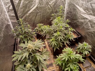 MidIN2 (aka MidIN) mega grow journal