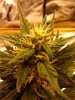 green poison day 53.jpg