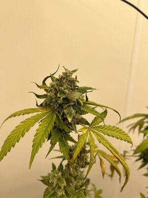 vkush_sgorilla_day85(2).jpeg