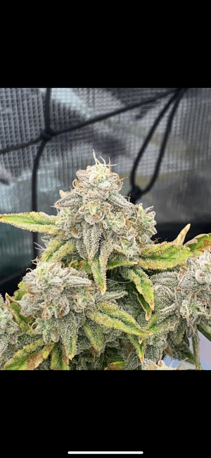 Mephisto Genetics MephistOreoz