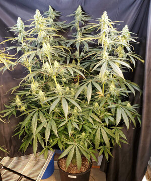 LemonZ.3_day75.jpg