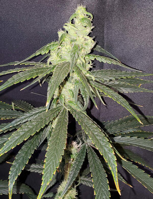 LemonZ.3_day75_cola.jpg