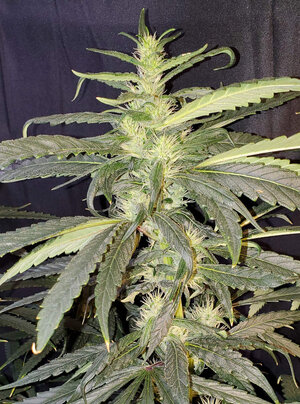 LemonZ.1_day75_cola.jpg