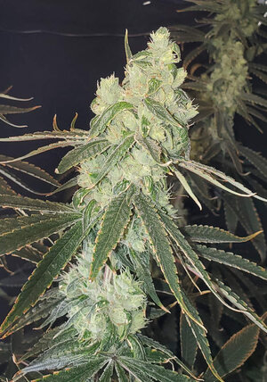 LemonZ.3_cola_day82.jpg