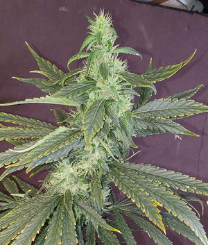 LemonZ.1_cola_day82.jpg