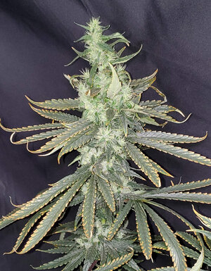 LemonZ.1_day89_cola.jpg