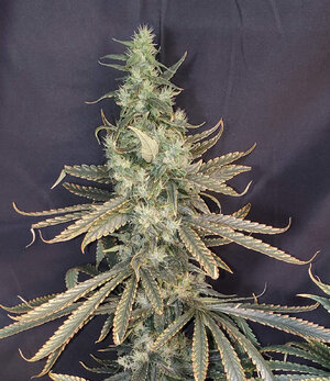 LemonZ.1_day96_cola.jpg