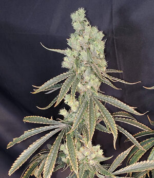 LemonZ.3_day96_cola.jpg