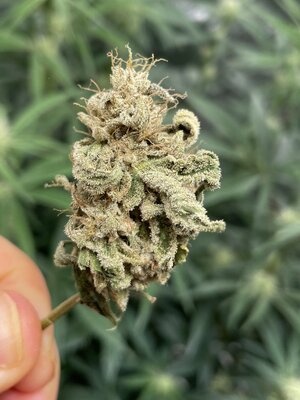 blue power bud 9w.jpg