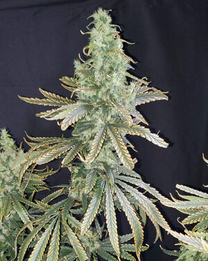 LemonZ.1_day103_cola.jpg