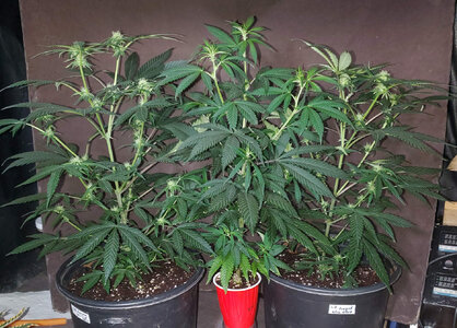 LemonZ_clones.1-3_day67.jpg