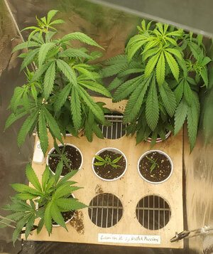 LemonZ_clones.4-9_day18-67.jpg