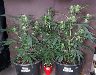 LemonZ.clones.1-3_day74.jpg