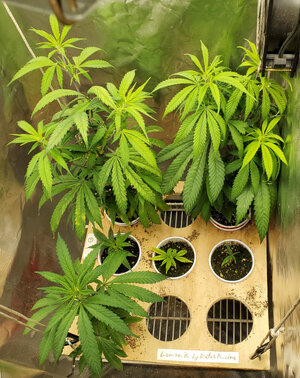 LemonZ.clones.4-9_day74-26.jpg