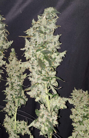 LemonZ.1_day112_cola.jpg