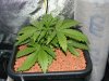 080114 pre lst.jpg