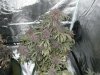 purp kush 014.jpg