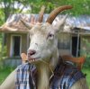 Hillbilly-Goat--21630.jpg