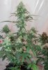 Mxmas,fellow growers-)-15.jpg