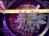 Auto_Assassin-top-day27.jpg