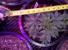 Auto_Assassin-top-day29.jpg