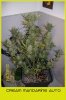 beltram16 cream mandarine auto - sweet seeds638.jpg