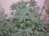 10173800_686771534717551_5073947780451309692_front white widow 4 day 40.jpg