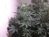 397536_686773394717365_8395031834187396061_close up white widow 2.jpg